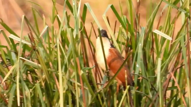 Coppery-tailed Coucal - ML365761391