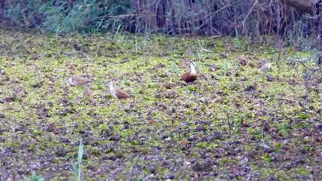 Jacana Africana - ML365761591