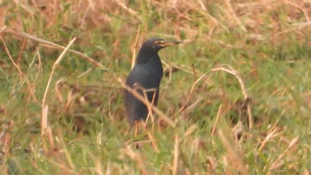 Rufous-bellied Heron - ML365761921