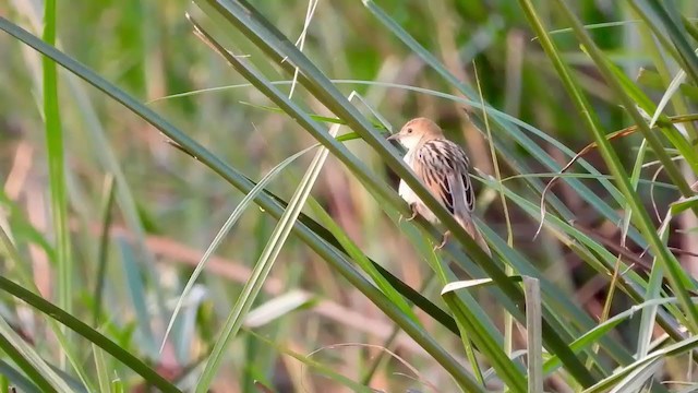 Chirping Cisticola - ML365762141