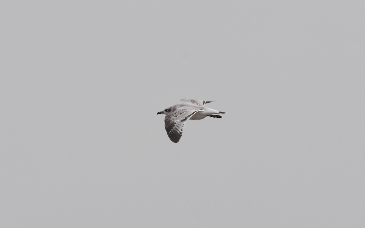 Mediterranean Gull - ML365762271