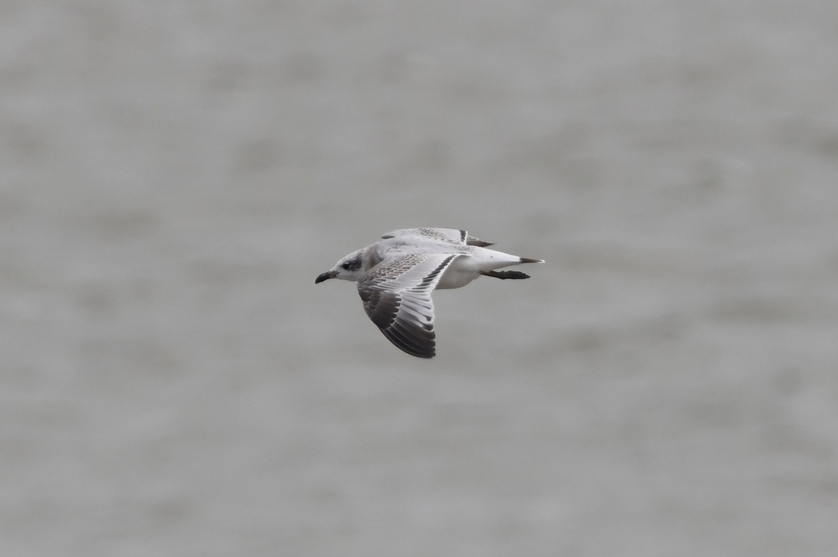 Mediterranean Gull - ML365762281