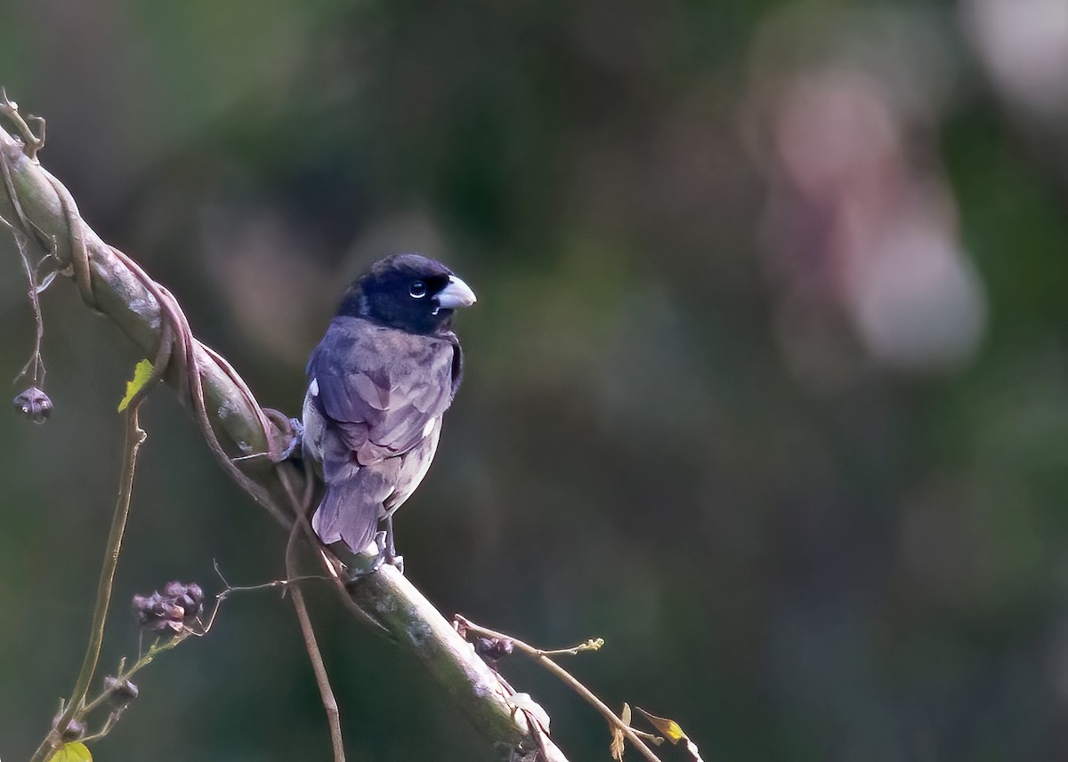 Black-and-white Seedeater - ML365762301