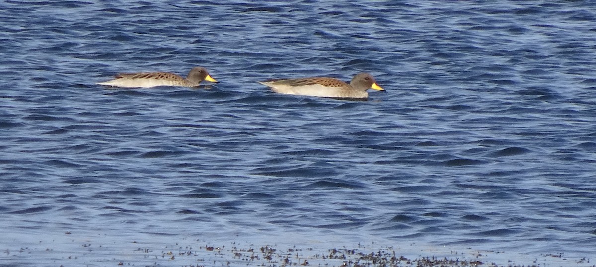 Yellow-billed Teal - Amer Fernández Dávila Angulo