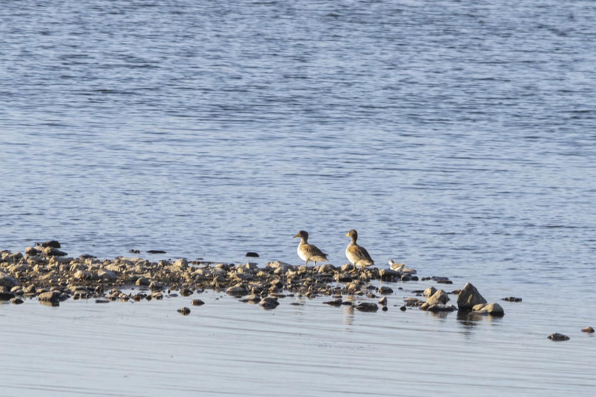 Yellow-billed Teal - ML365763381