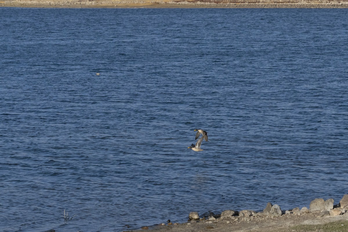 Yellow-billed Teal - Amer Fernández Dávila Angulo