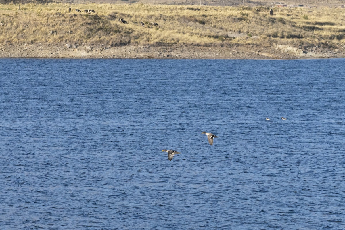 Yellow-billed Teal - Amer Fernández Dávila Angulo