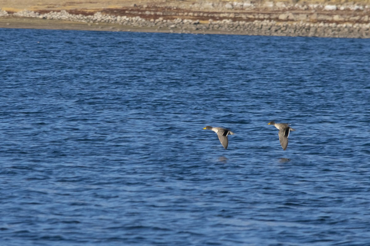 Yellow-billed Teal - Amer Fernández Dávila Angulo