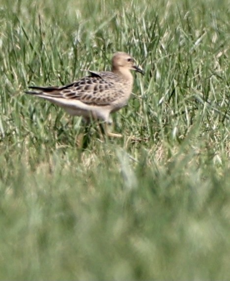 Buff-breasted Sandpiper - ML365763721