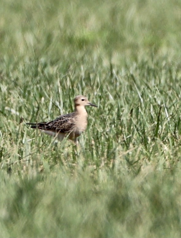 Buff-breasted Sandpiper - ML365763731