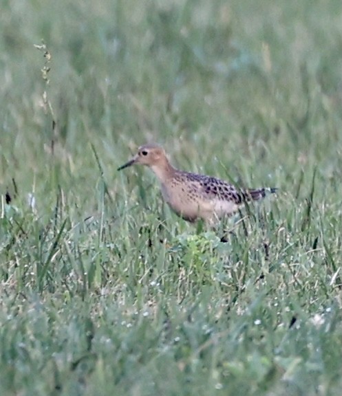 Buff-breasted Sandpiper - ML365763801