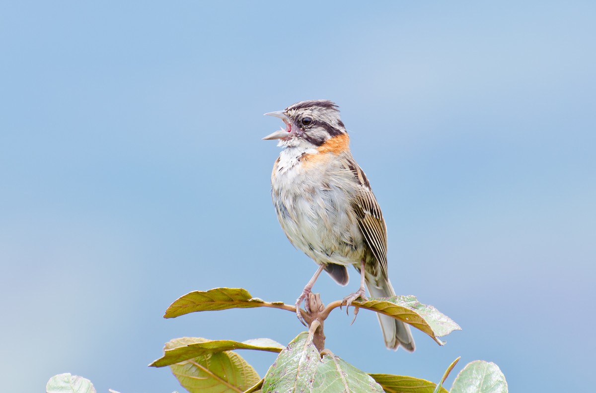 Rufous-collared Sparrow - ML365763811