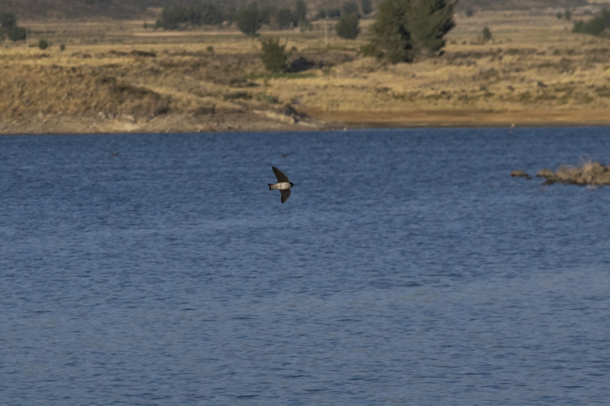 Andean Swallow - Amer Fernández Dávila Angulo