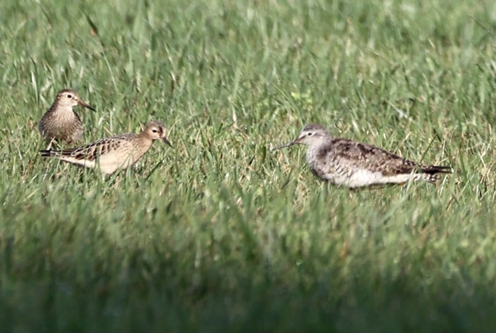 Pectoral Sandpiper - ML365764131