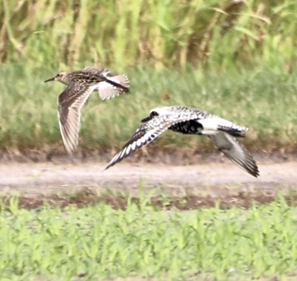 Pectoral Sandpiper - ML365764161