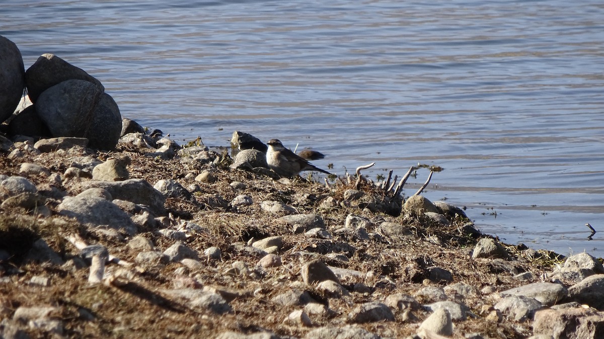 White-winged Cinclodes - Amer Fernández Dávila Angulo