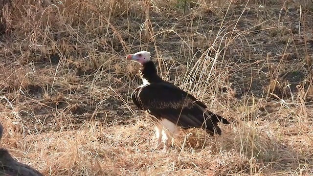 White-backed Vulture - ML365764511