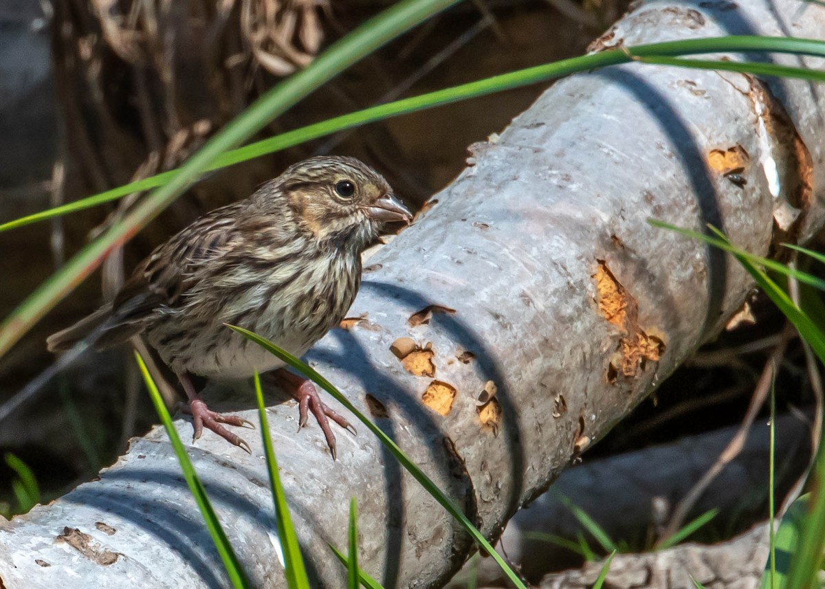 Lincoln's Sparrow - ML365765121