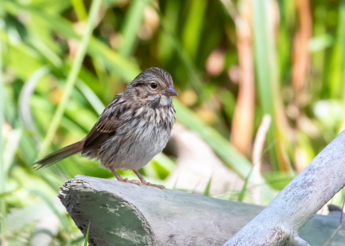 Lincoln's Sparrow - ML365765131