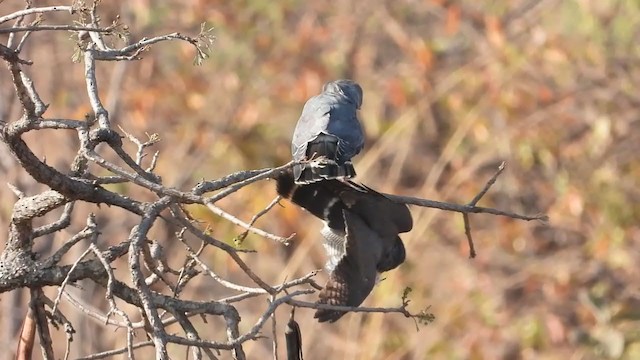 Lizard Buzzard - ML365765561