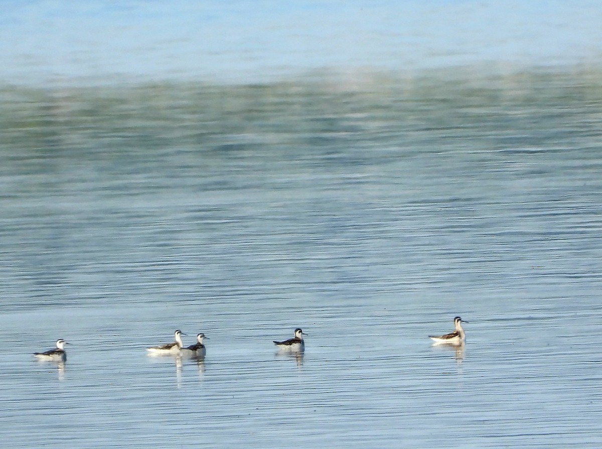 Phalarope à bec étroit - ML365766251