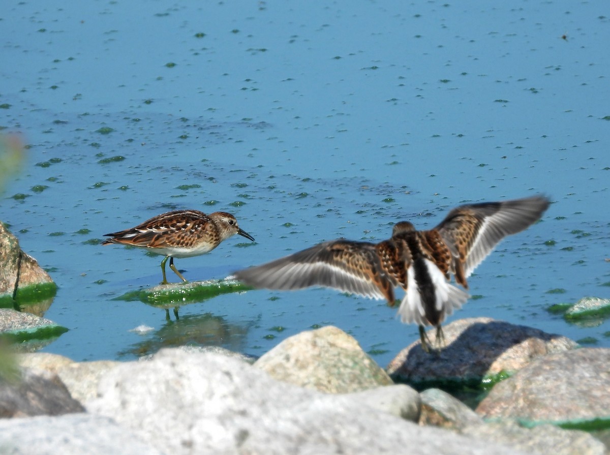 Least Sandpiper - ML365766311