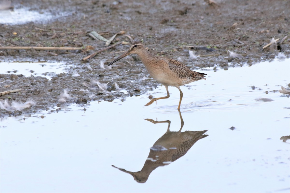 Short-billed Dowitcher - Jacob Carson