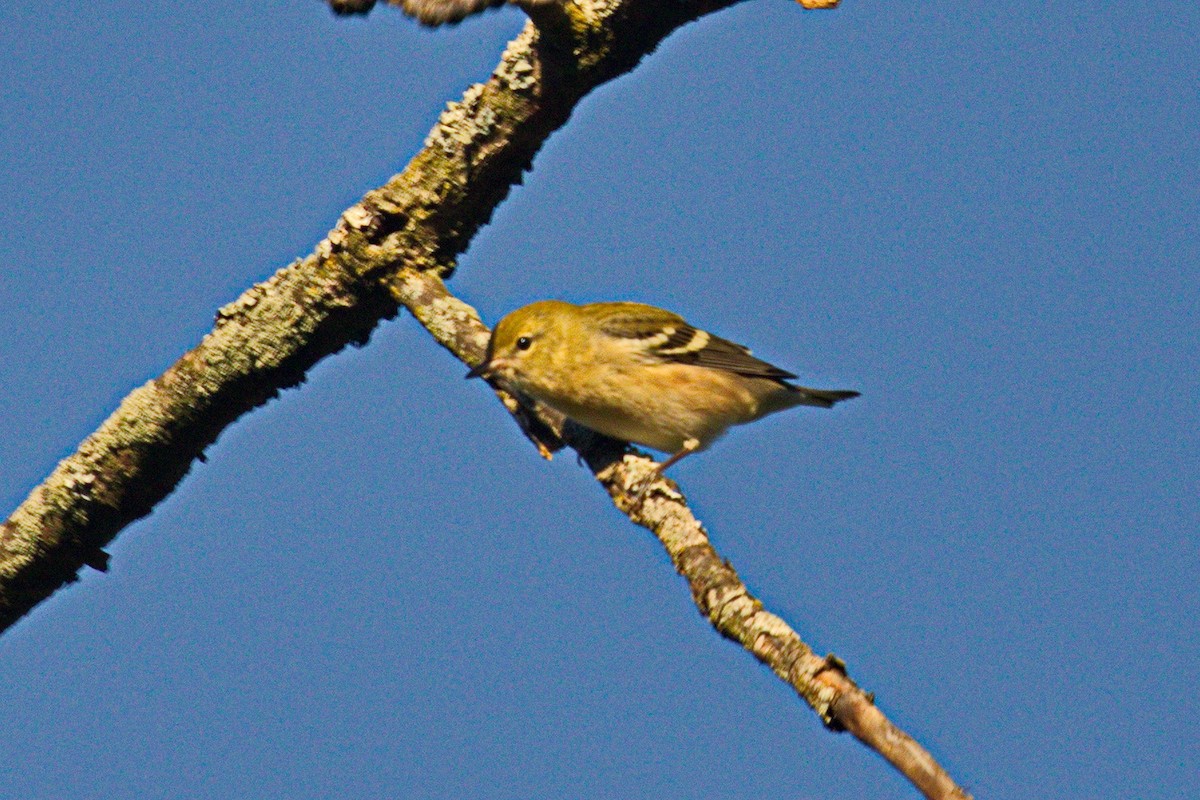 Bay-breasted Warbler - ML365767931