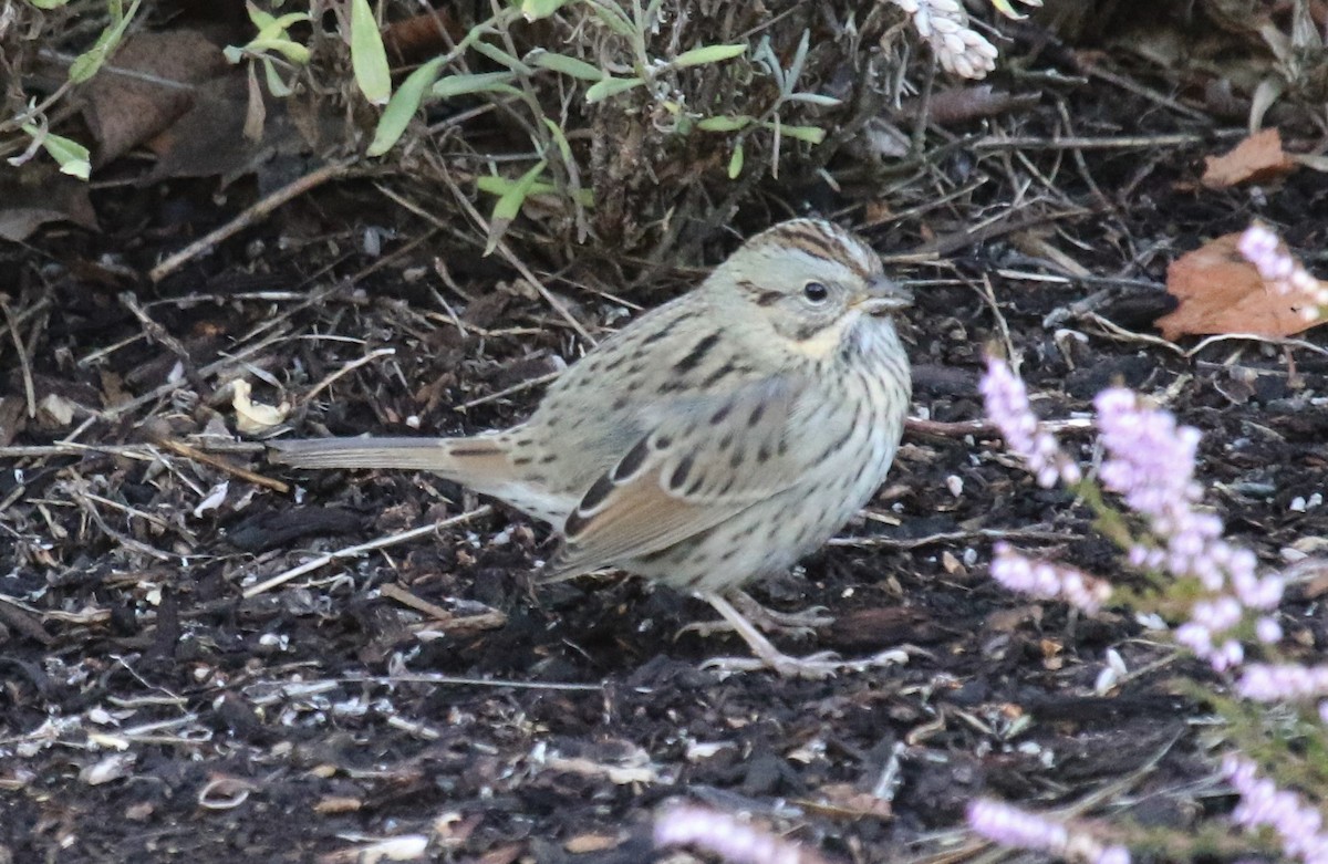 Lincoln's Sparrow - ML365768361