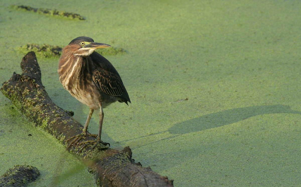 Green Heron - Matthew Bowman