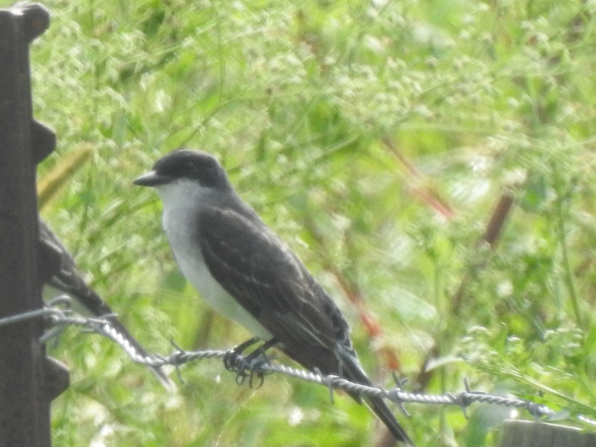 Eastern Kingbird - ML365770201