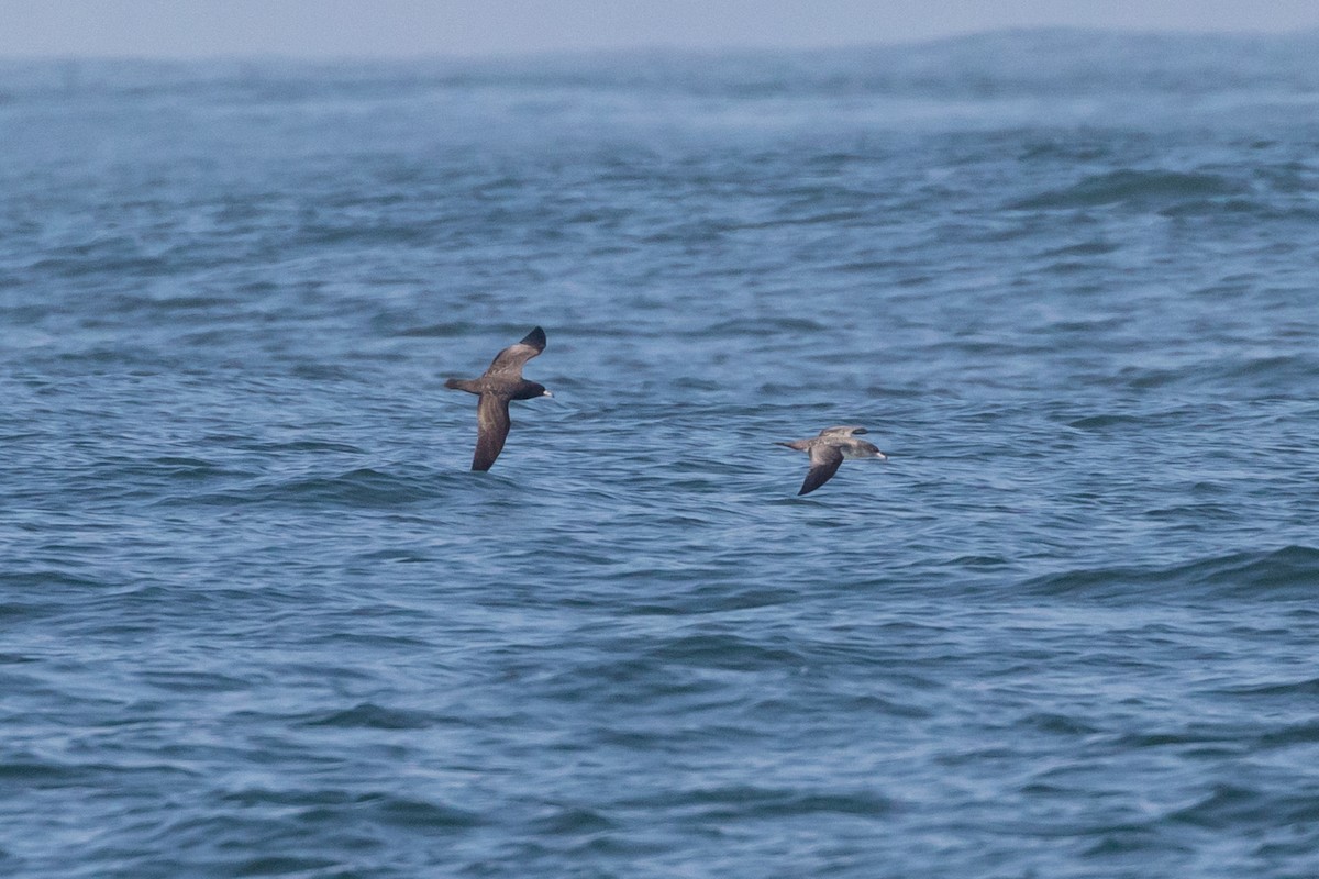 Flesh-footed Shearwater - ML365771371