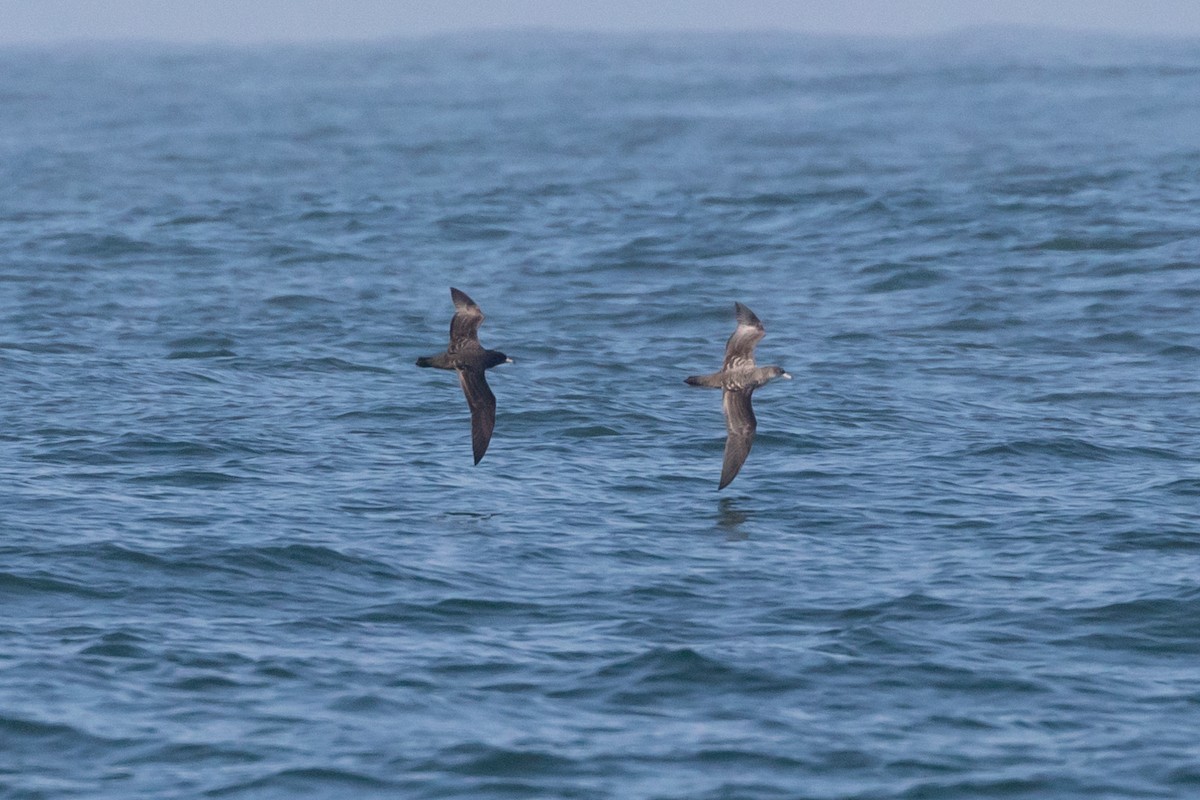 Flesh-footed Shearwater - R M