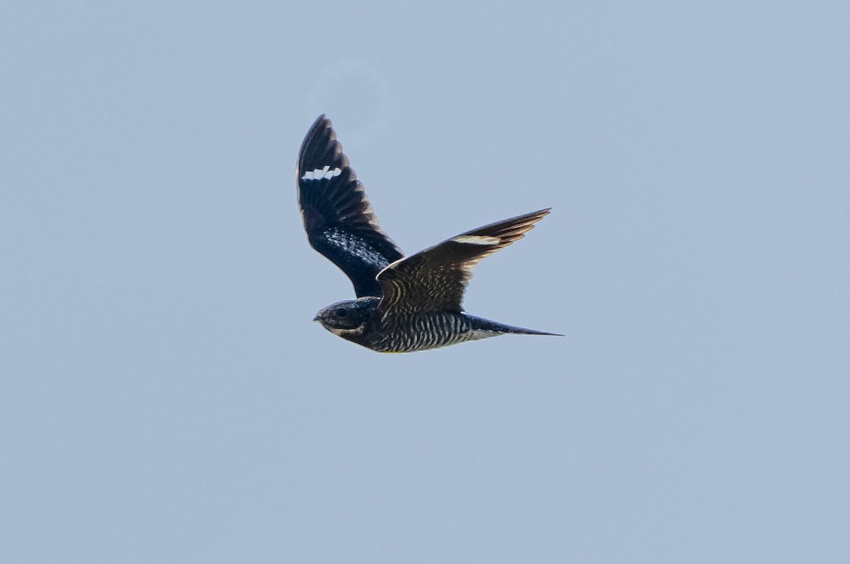 Common Nighthawk - ML365771641