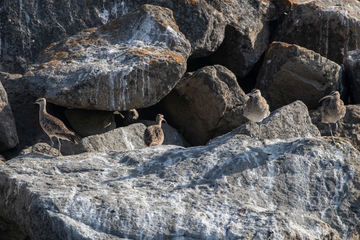 Hudsonian Whimbrel - Ryan Mandelbaum