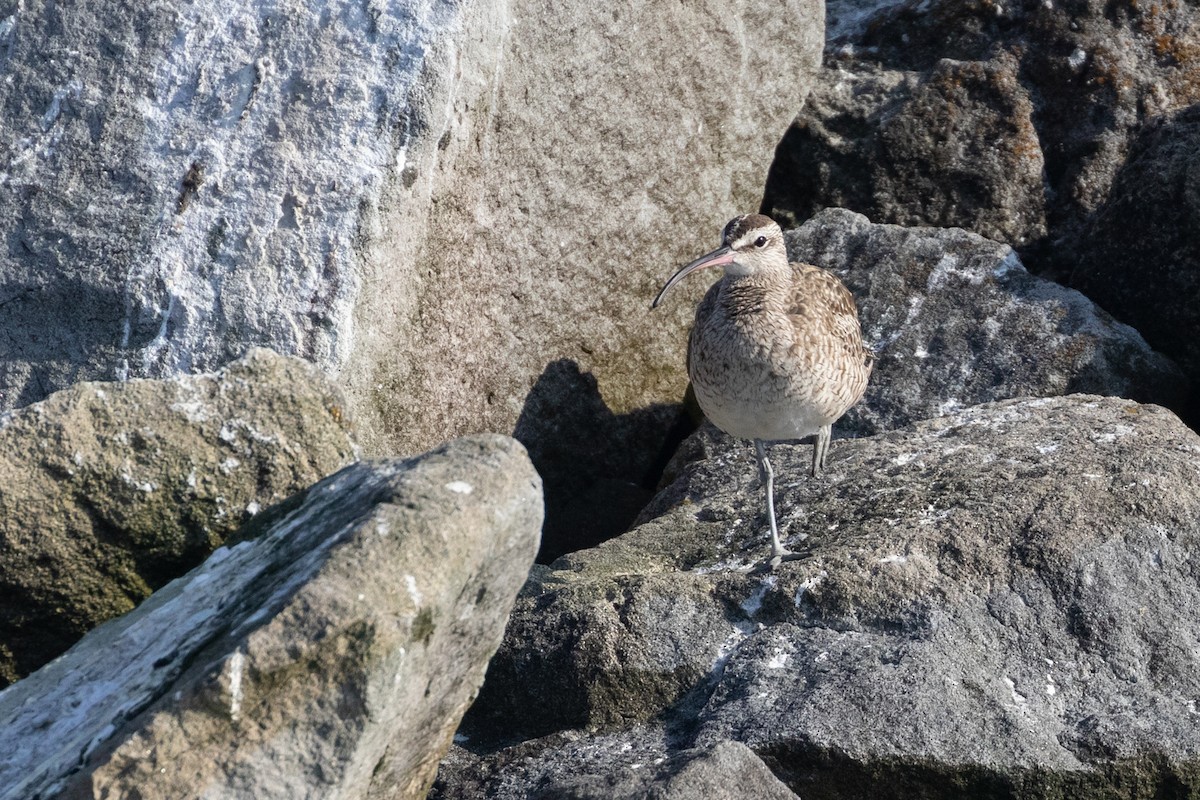 Hudsonian Whimbrel - Ryan Mandelbaum