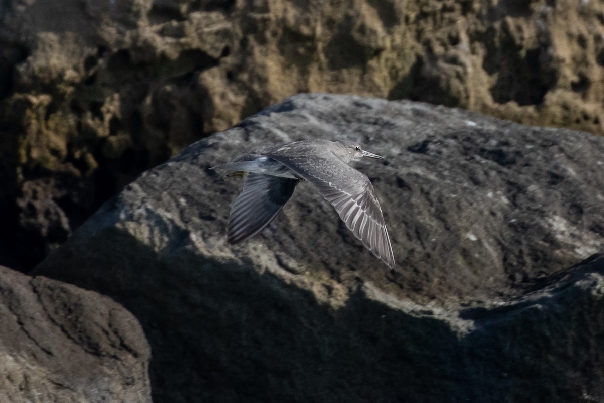 Wandering Tattler - Ryan Mandelbaum