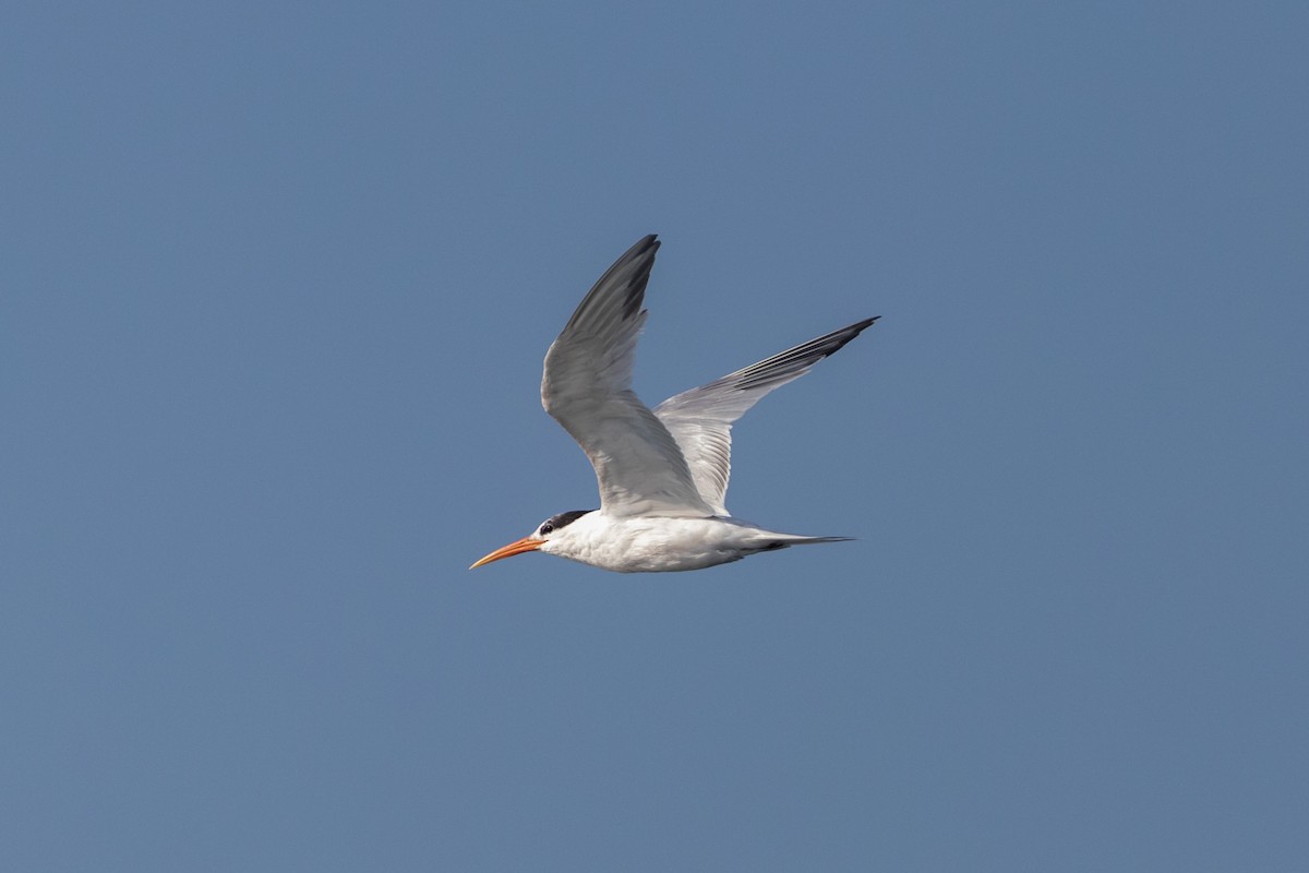 Elegant Tern - Ryan Mandelbaum