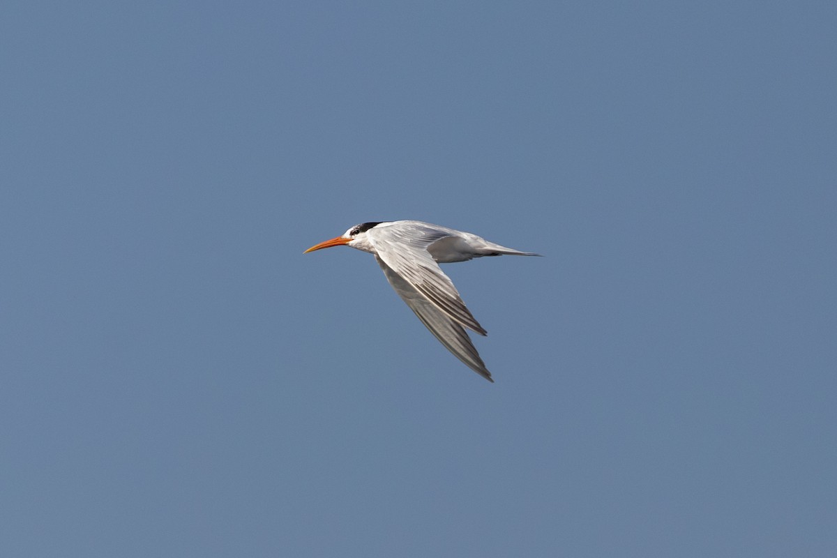 Elegant Tern - Ryan Mandelbaum