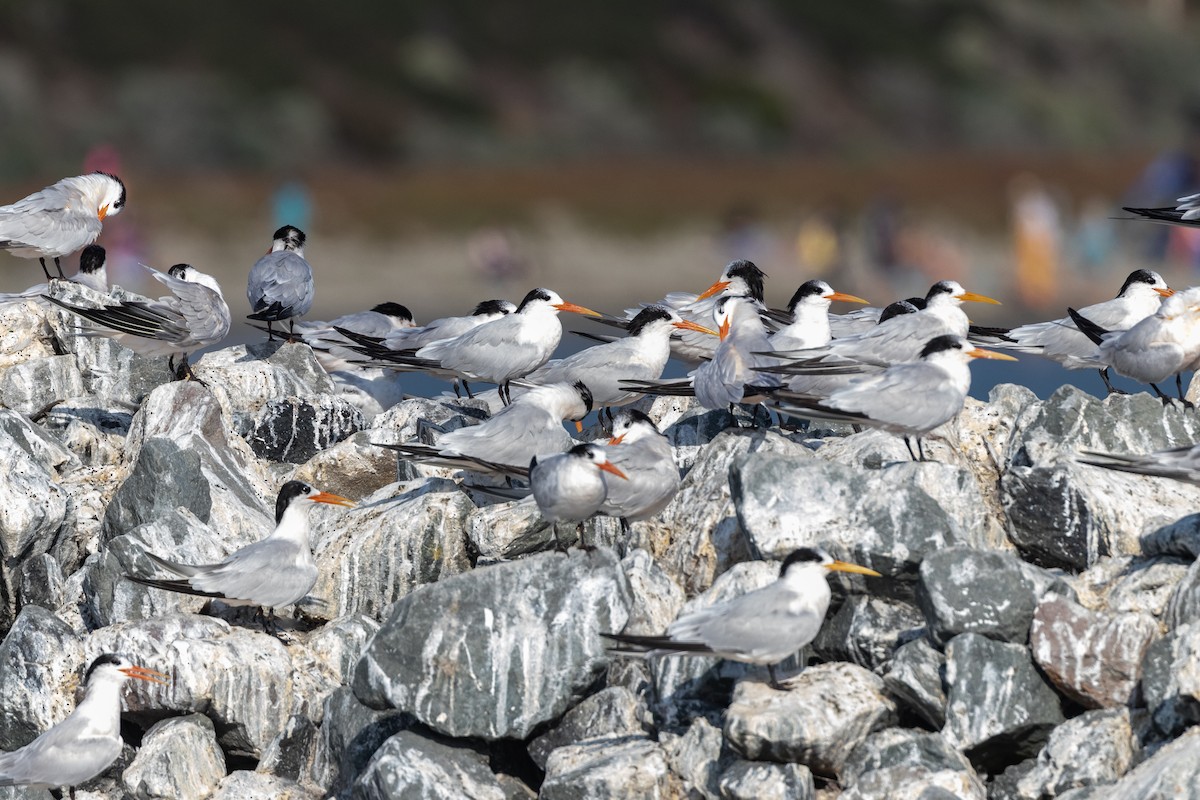 Elegant Tern - Ryan Mandelbaum