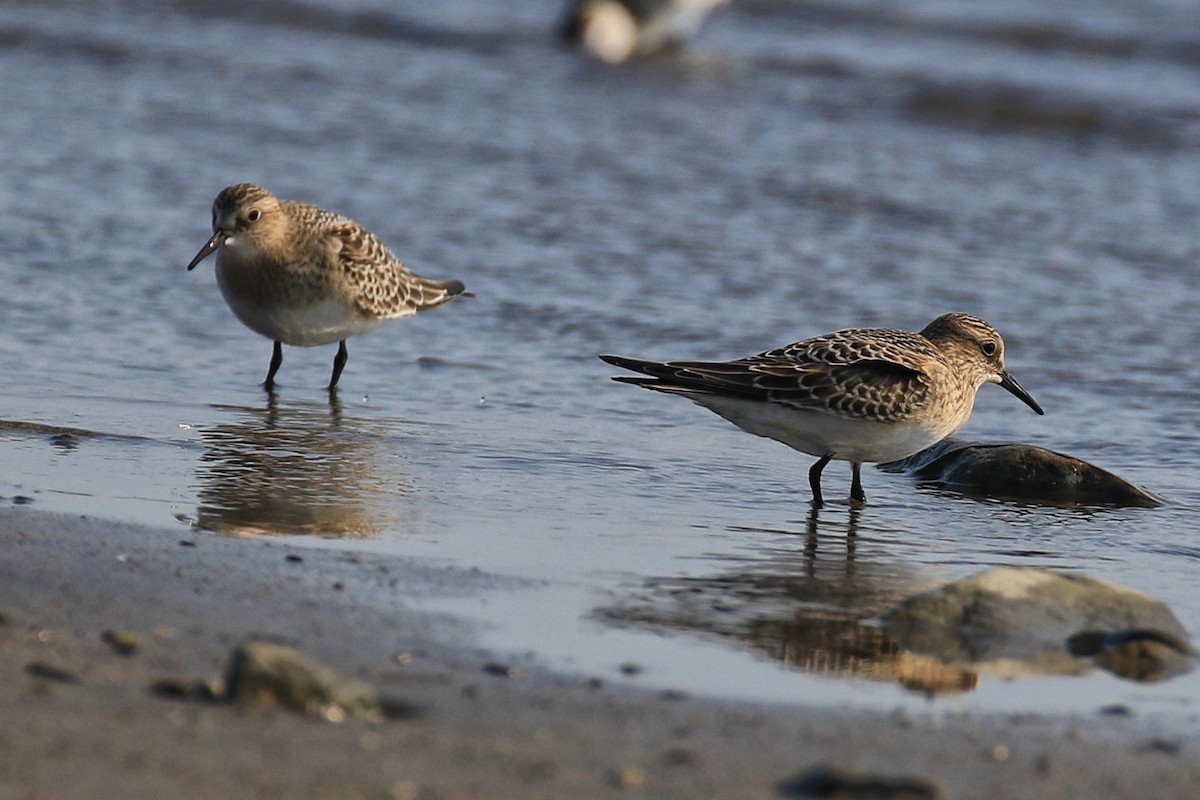 Baird's Sandpiper - ML365772291