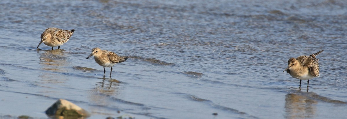 Baird's Sandpiper - ML365772321