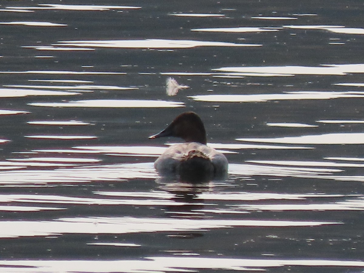 Büyük Elmabaş - ML365775331