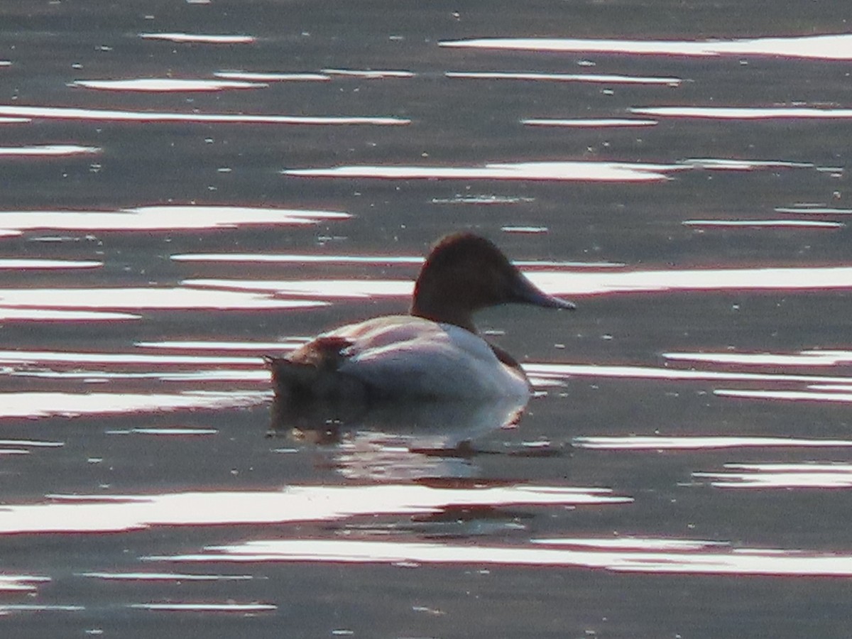 Canvasback - Larry Siemens