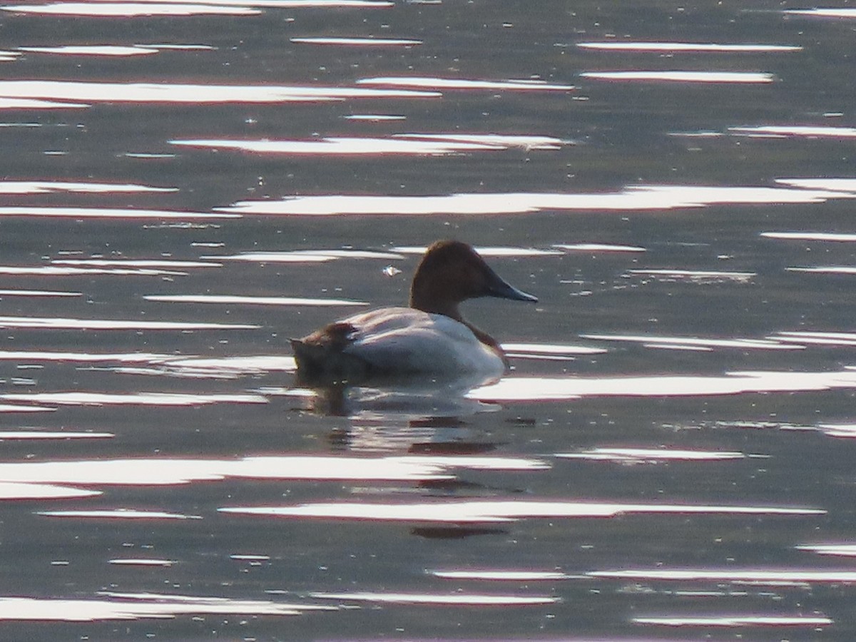 Canvasback - Larry Siemens