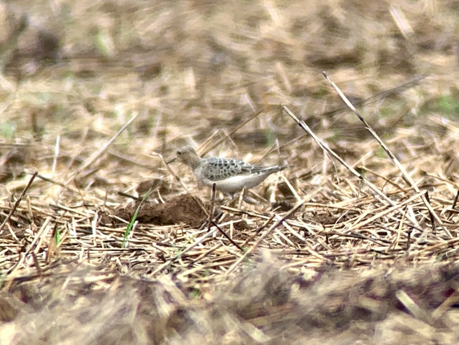 Buff-breasted Sandpiper - ML365775701