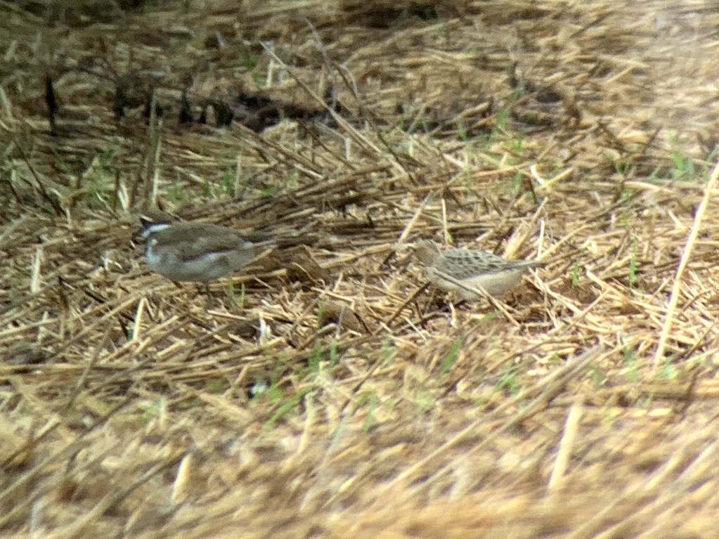 Buff-breasted Sandpiper - ML365775711