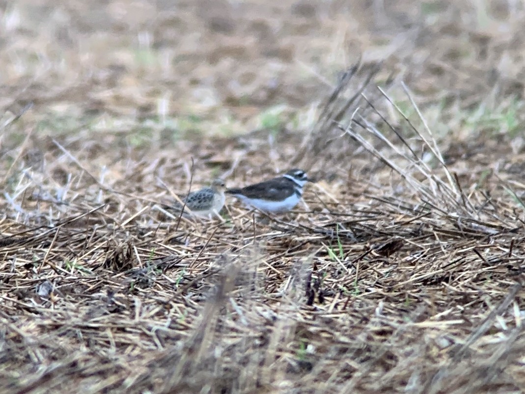 Buff-breasted Sandpiper - ML365776061