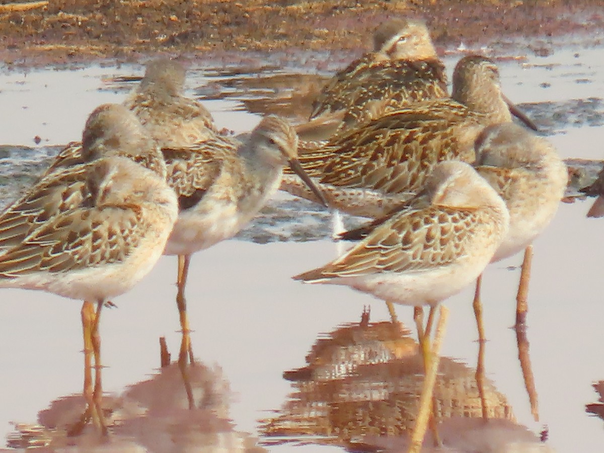 Short-billed Dowitcher - ML365776081