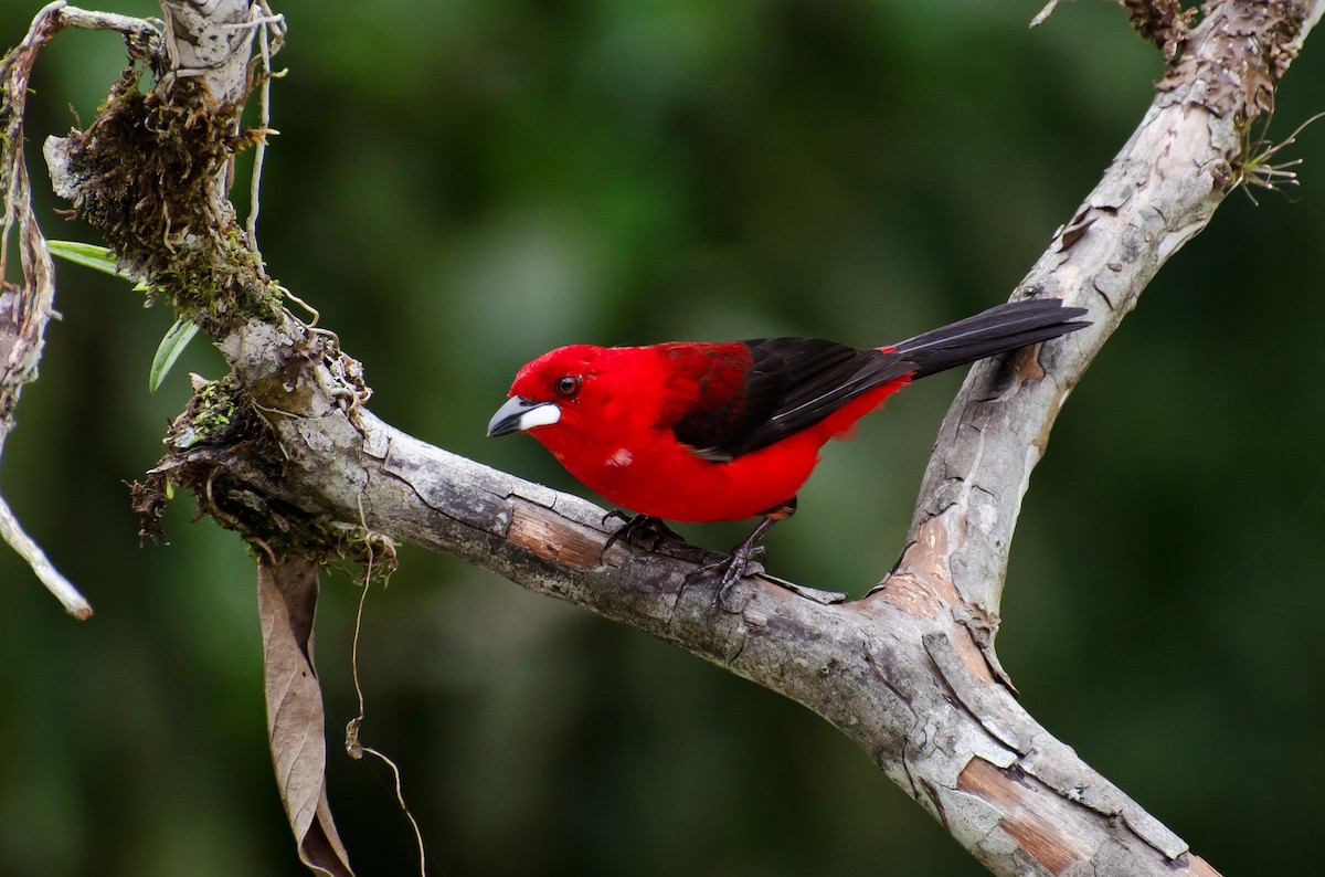 Brazilian Tanager - Marcos Eugênio Birding Guide